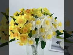 A bunch of real narcissus flowers for a fresh and clean living room and dining table decoration, art