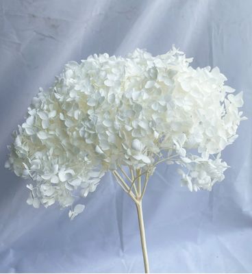 buy Anna Hydrangea Preserved Flower Dried Flower Artificial Hydrangea Home Decoration DIY Craft Material Wholesale Single Hydrangea online manufacture