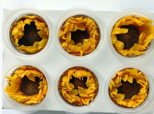 Buy Eternal Sunflower Eternal Flower Sunflower Gift Box Glass Dome Bouquet Flower Materials Preserved Flowers Sunflower Wholesale online manufacture